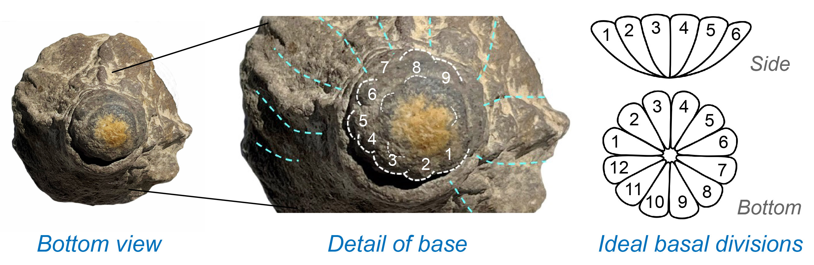 Detail of the sections of disc of a Conostichus fossil